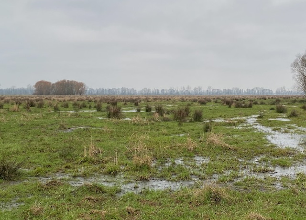 Trockengelegte Moorflächen in Brandenburg werden häufig für den Ackerbau und als Grünland genutzt.